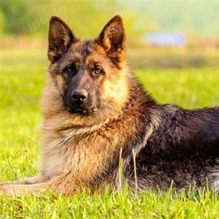 成年黑背德国牧羊犬 大体型护卫工作犬 四肢有力 行动敏捷