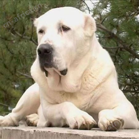 双血统中亚牧羊犬养殖 幼犬科学饲养 肌肉发达 明茂