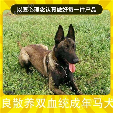 改良散养双血统成年马犬养 品种马犬 体型中型 体重10-40kg