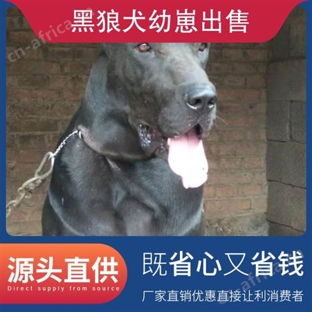 黑狼犬幼崽出售 公母均有 免疫驱虫已做完 体长96cm