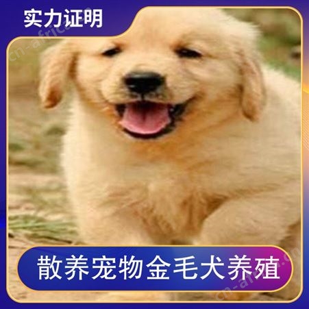 散养宠物金毛犬养殖 毛色金黄色、枫叶红 免疫驱虫已做