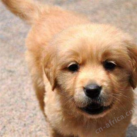 成年金毛犬幼犬 宠物养殖 体格良好 性情温顺 自然散养