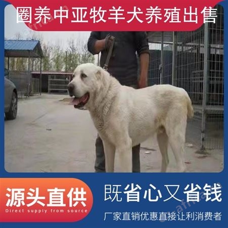 圈养中亚牧羊犬养殖出售 规格幼崽 成活率百分之85