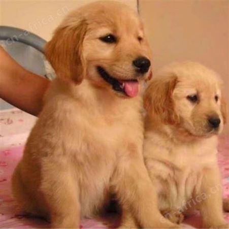 散养宠物金毛犬 金毛宠物狗 巡回导盲犬 体格好 聪明温顺 明茂