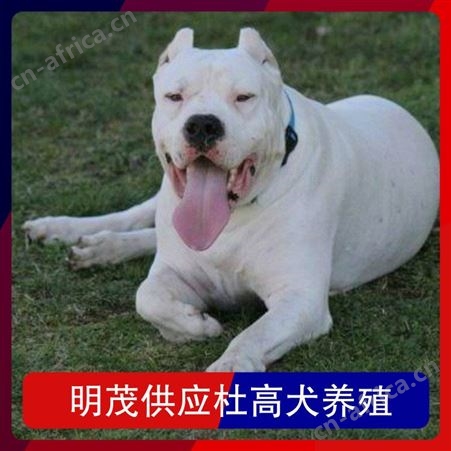 明茂供应杜高犬养殖 公母均有 品种杜高犬 品类犬类