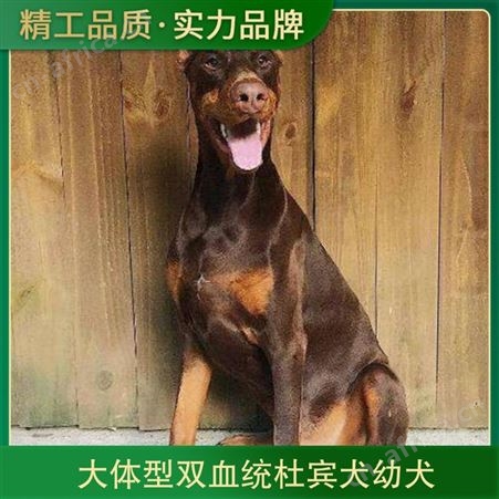 大体型双血统杜宾犬幼犬 品种杜宾犬 公母均有 体重10kg