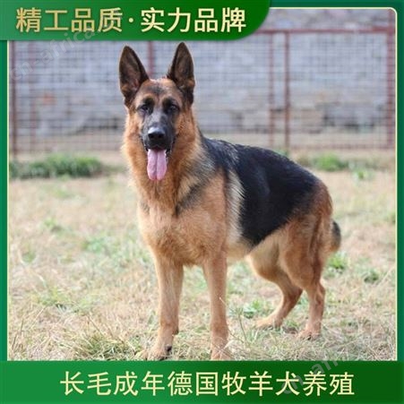 长毛成年德国牧羊犬养殖 体长65cm 品种德国牧羊犬