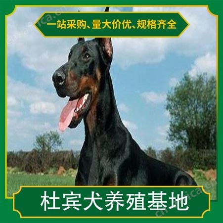 杜宾犬养殖基地 规格成年犬 品种杜宾犬 成活率百分之93