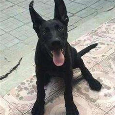 纯正黑狼幼犬 大型黑狼犬繁育基地 品种优良 生态饲养