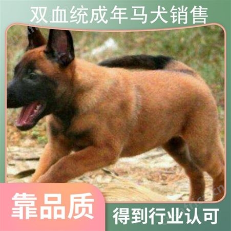 双血统成年马犬销售 品种马犬 公母均有 体长65cm