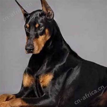 长期养殖 成年杜宾犬 双血统德系犬 杜宾幼犬 品种优良 明茂