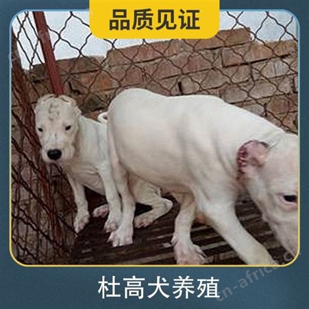 杜高犬养殖基地 性别公母 免疫驱虫已做完 年龄2-6