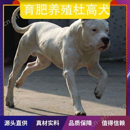 育肥养殖杜高犬 公母均有 品种杜高犬 胸围19cm 体长70cm