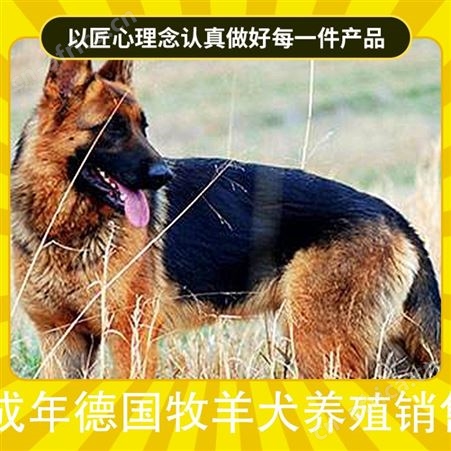 成年德国牧羊犬养殖销售 公母皆有 品种德国牧羊犬