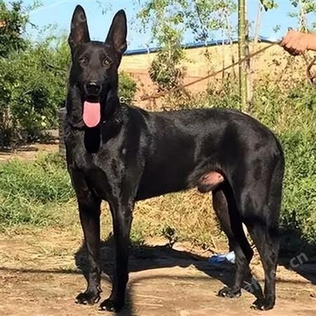 农家养殖护院成年黑狼犬 宠物犬 行动敏捷 提供技术指导