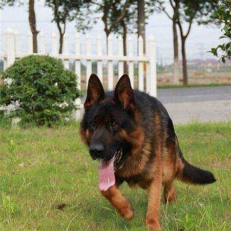德牧犬养殖基地 活体销售 黑背牧羊犬幼犬 饲养简单 明茂