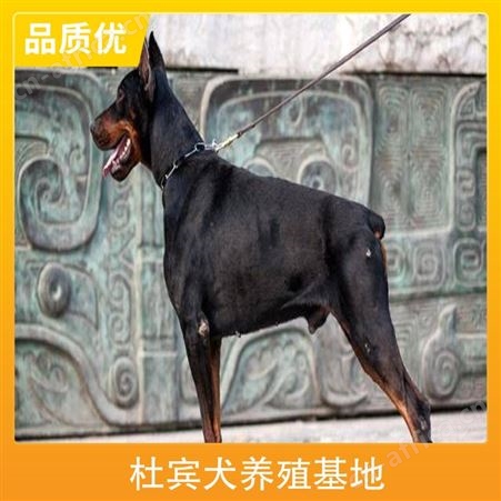 杜宾犬养殖基地 规格成年犬 品种杜宾犬 成活率百分之93