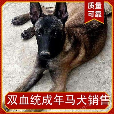 双血统成年马犬销售 品种马犬 公母均有 体长65cm