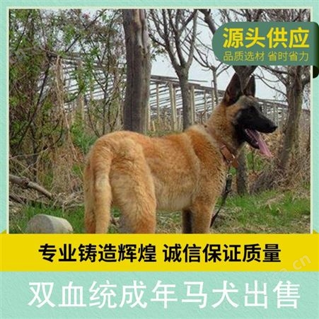 双血统成年马犬出售 规格青年犬 特征疫苗健全 品种马犬