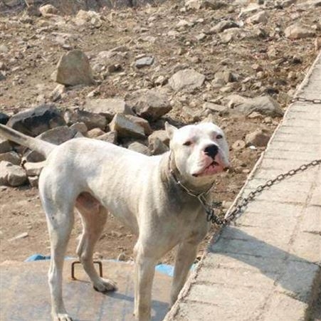 活体杜高幼犬 宠物杜高犬 已做免疫驱虫 性情温顺 行动敏捷