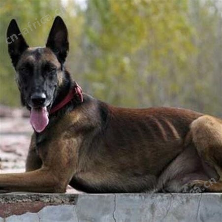 散养育肥马犬幼崽 生长快 采食性广 耐粗饲 明茂养殖