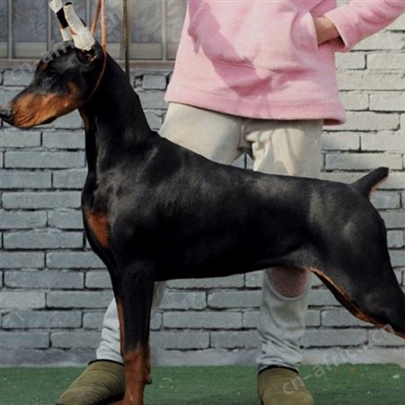 长期养殖 成年杜宾犬 双血统德系犬 杜宾幼犬 品种优良 明茂