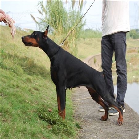 血统杜宾幼犬 德系立耳3个月杜宾犬 适应能力强 明茂