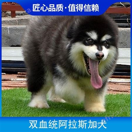 双血统阿拉斯加犬 犬种雪橇犬 动物种类犬类 怀胎期58-65天