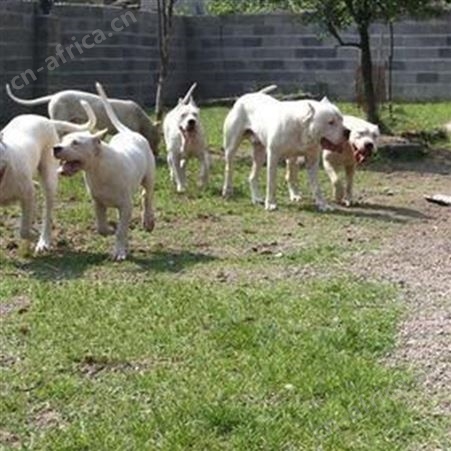 育肥宠物玩赏杜高犬 幼犬 采食性广 耐粗饲 好养易活