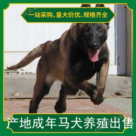产地成年马犬养殖出售 体高16cm 体型中型 年龄2至6个月