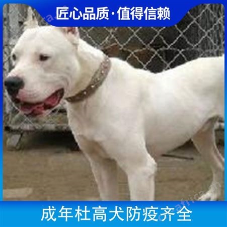 成年杜高犬防疫齐全 体高55cm 数量888 毛色白色