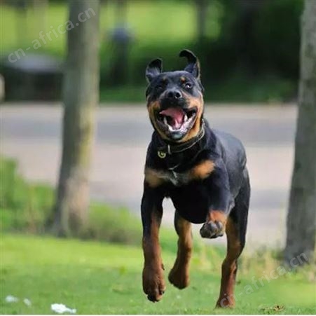 长期供应工作犬活体罗威纳 抗病能力强 好养易活