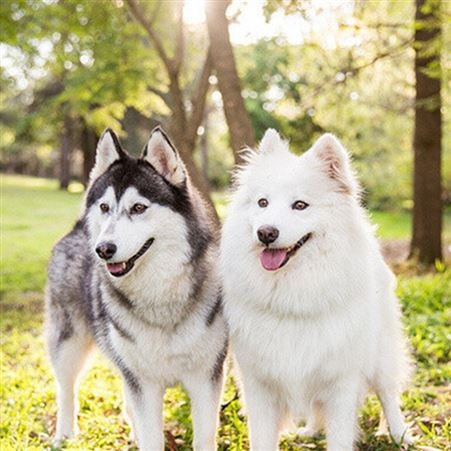 自然散养纯种哈士奇犬 宠物犬 体格健壮 动作敏捷