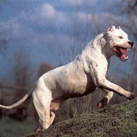双血统阿根廷杜高犬 家养宠物伴侣犬 适应能力强 好养易活 明茂