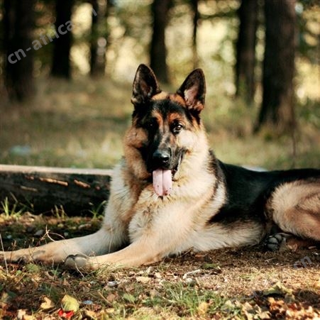 农家养殖看家护院德国牧羊犬 双血统德牧犬 已做免疫驱虫 明茂