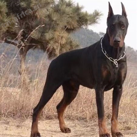 家养纯种美系德系杜宾幼犬 护卫犬 迷你幼崽 宠物狗狗活物