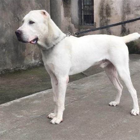 长期供应中亚牧羊犬幼崽 双血统 看家护院 适应能力强