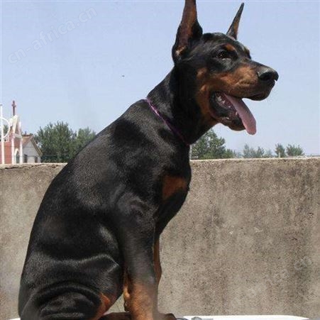 大骨架护院黑狼犬 大型双血统护卫犬 科学饲养 提供技术指导