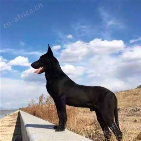 黑狼犬纯种幼犬活体墨界黑狼三个月出售 明茂