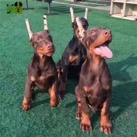 供应德系大型成年杜宾犬 幼犬 体格健壮 饲养简单 好养活 明茂