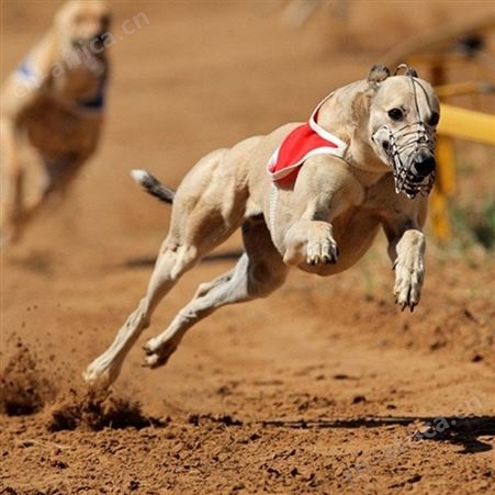 格力犬 养殖基地 活体家养猎兔犬 已做防疫驱虫 温顺听话