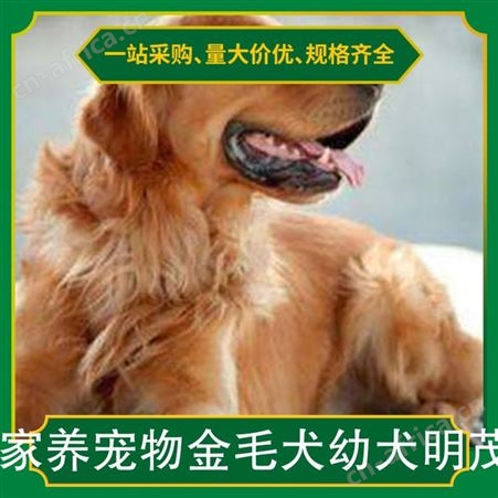 家养宠物金毛犬幼犬明茂 公母均有 品种金毛犬 体型大型