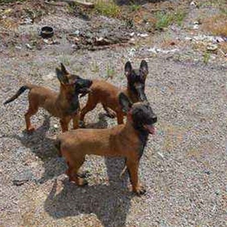 马犬养殖基地 纯种成年宠物犬 健康活体 适应能力强 生长快