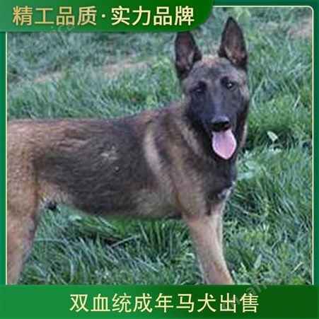 双血统成年马犬出售 规格青年犬 特征疫苗健全 品种马犬