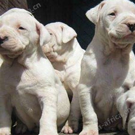 双血统阿根廷杜高犬 家养宠物伴侣犬 适应能力强 好养易活 明茂