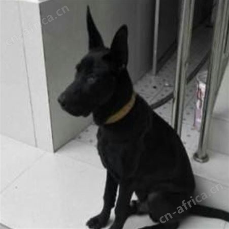 大骨架护院黑狼犬 大型双血统护卫犬 体格健壮 生长速度快