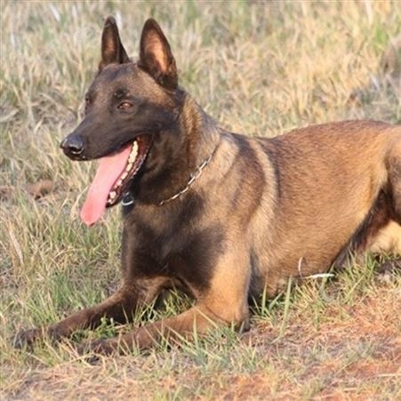 出售马犬幼犬 自然立耳 品种优良 性强温顺 适应性强