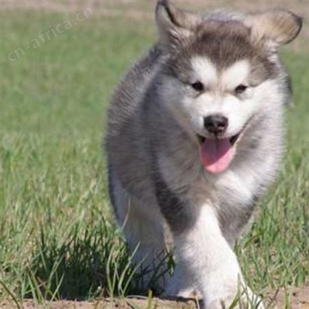 科学养殖大型阿拉斯加犬 生长速度快 饲养简单 明茂