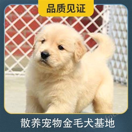 散养宠物金毛犬基地 公母均有 品种金毛 体长55cm