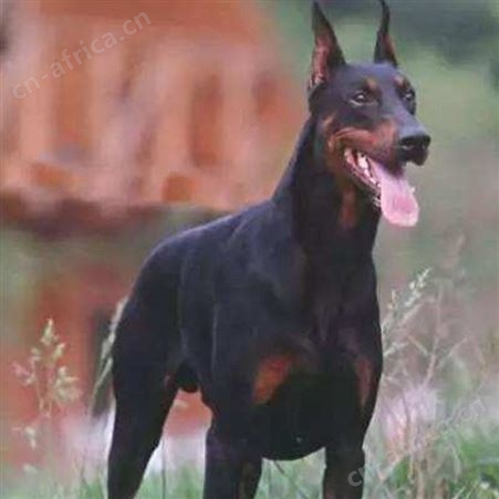 大骨架护院黑狼犬 大型双血统护卫犬 科学饲养 提供技术指导
